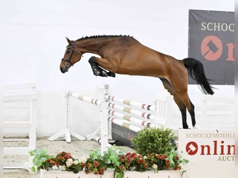 Oldenburg-International (OS) Mare 5 years 16.1 hh Brown in Osnabrück