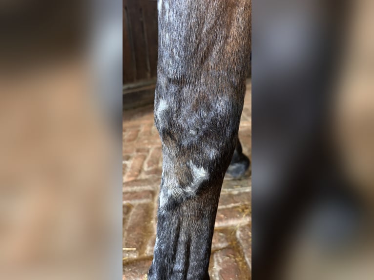 Oldenburg-International (OS) Mare 5 years 16.1 hh Brown in Osnabrück