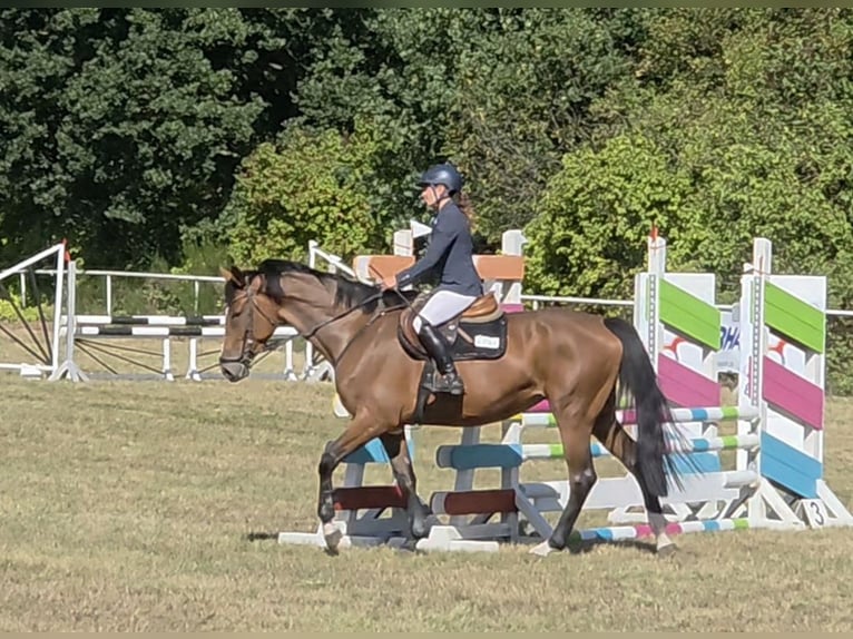 Oldenburg-International (OS) Mare 5 years 16.1 hh Brown in Braunschweig