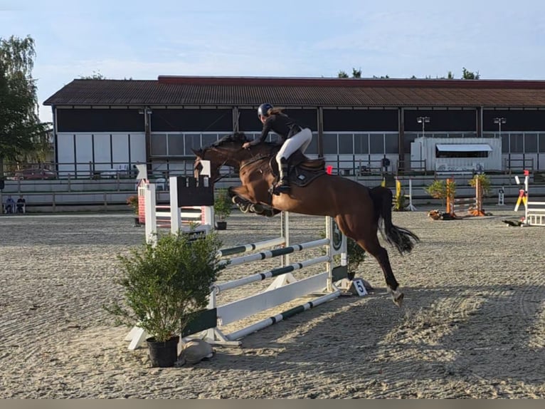 Oldenburg-International (OS) Mare 5 years 16.1 hh Brown in Braunschweig