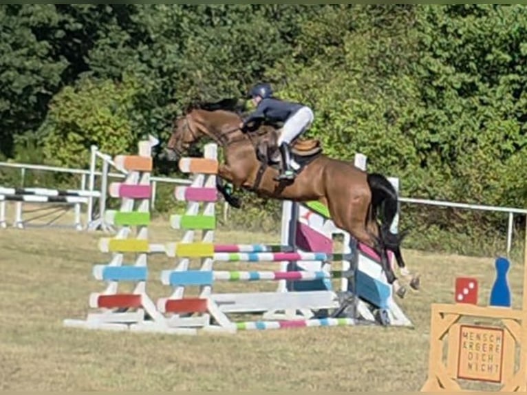 Oldenburg-International (OS) Mare 5 years 16.1 hh Brown in Braunschweig