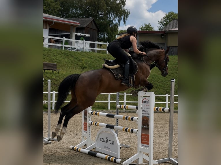 Oldenburg-International (OS) Mare 5 years 16.1 hh Brown in Schladming