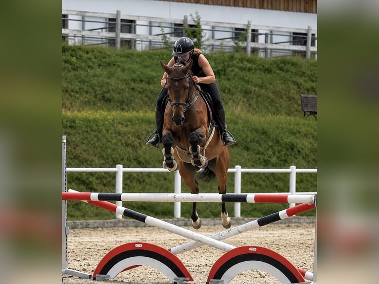 Oldenburg-International (OS) Mare 5 years 16.1 hh Brown in Schladming