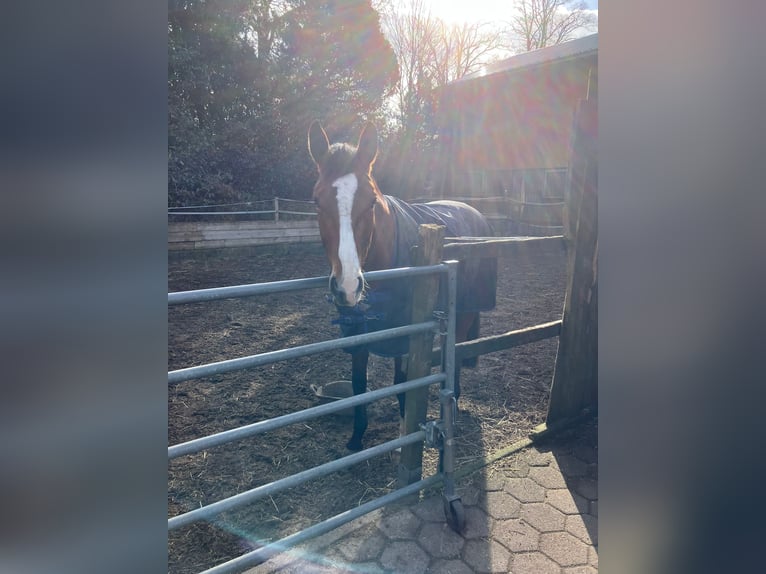 Oldenburg-International (OS) Mare 5 years 16.1 hh Brown in Hamburg