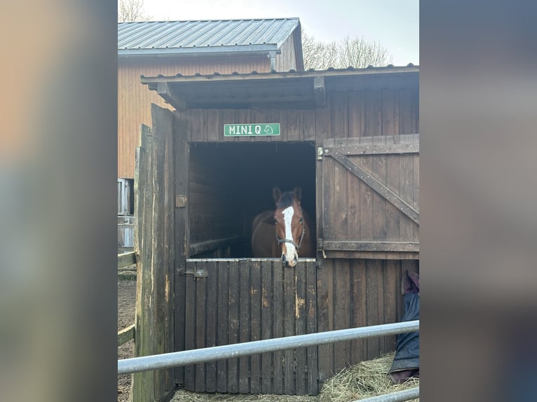 Oldenburg-International (OS) Mare 5 years 16.1 hh Brown in Hamburg