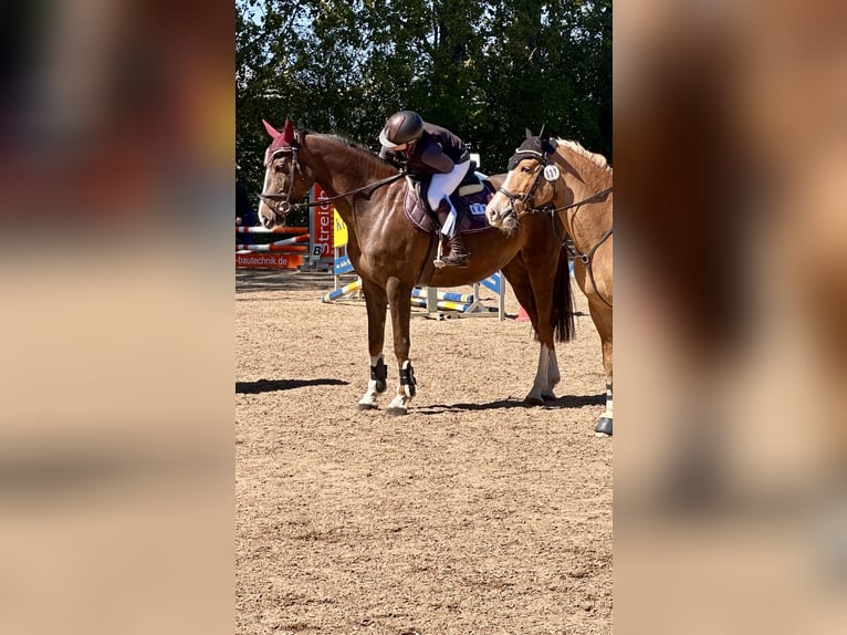 Oldenburg-International (OS) Mare 5 years 16.1 hh Chestnut in Königsbrunn