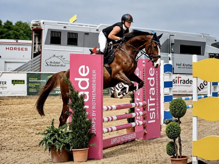 Oldenburg-International (OS) Mare 5 years 16.1 hh Chestnut in Königsbrunn