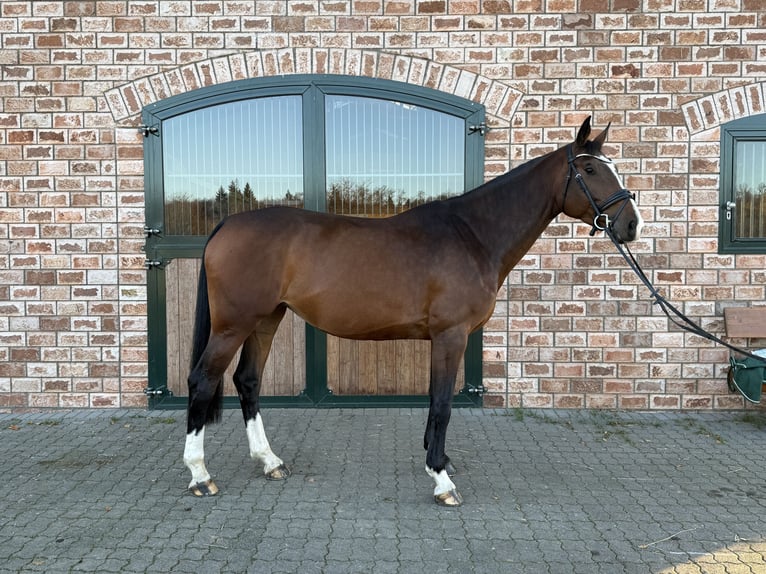 Oldenburg-International (OS) Mare 5 years 16.2 hh Bay-Dark in Bonefeld