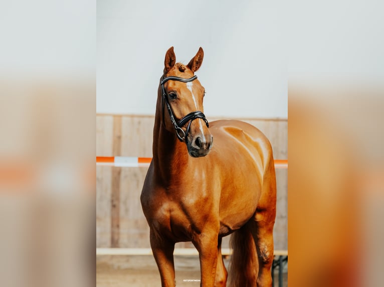 Oldenburg-International (OS) Mare 5 years 16.2 hh Chestnut-Red in Niederwerbig
