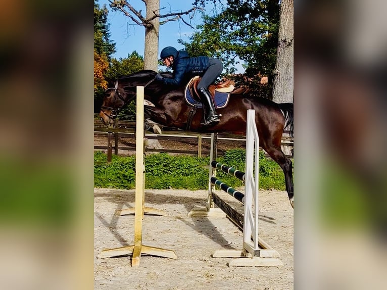 Oldenburg-International (OS) Mare 5 years 16 hh Bay-Dark in Celle