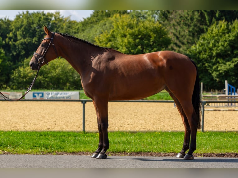 Oldenburg-International (OS) Mare 5 years 16 hh Brown in Bad Bentheim