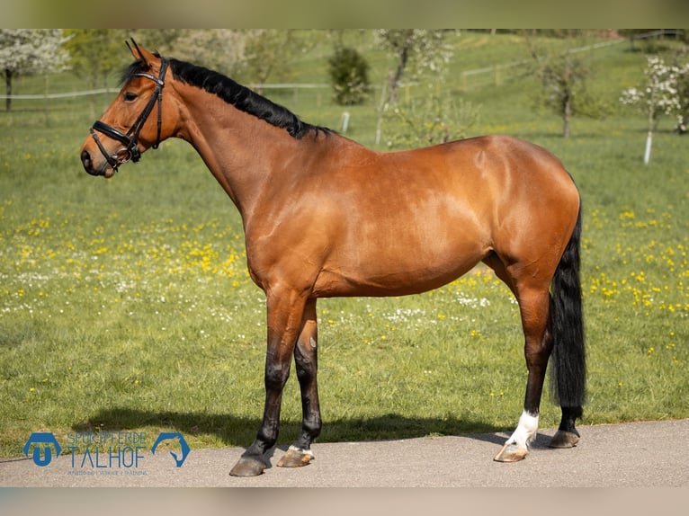 Oldenburg-International (OS) Mare 5 years 16 hh Brown in Korntal-M&#xFC;nchingen