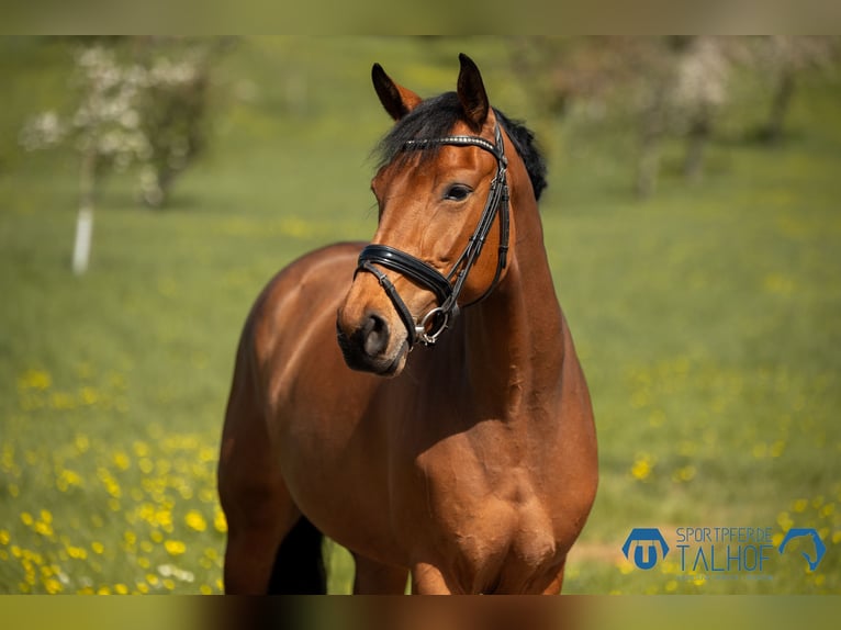 Oldenburg-International (OS) Mare 5 years 16 hh Brown in Korntal-M&#xFC;nchingen