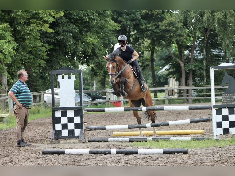 Oldenburg-International (OS) Mare 5 years 16 hh Brown in Saterland