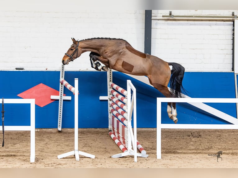 Oldenburg-International (OS) Mare 5 years 16 hh Brown in Saterland