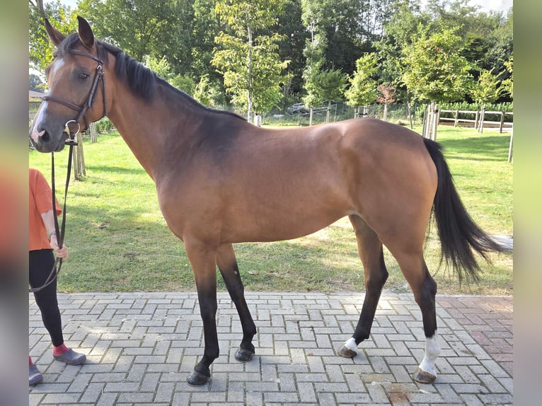 Oldenburg-International (OS) Mare 5 years 16 hh Brown in Wettrup