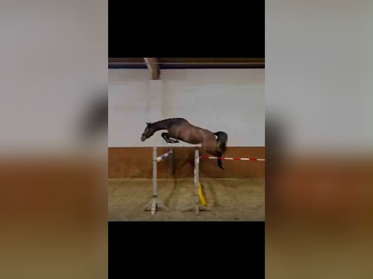 Oldenburg-International (OS) Mare 5 years 16 hh Grey-Dapple in Kutenholz