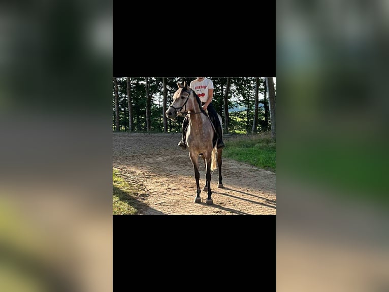 Oldenburg-International (OS) Mare 5 years 16 hh Grey-Dapple in Kutenholz