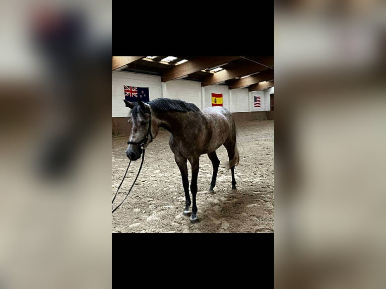 Oldenburg-International (OS) Mare 5 years 16 hh Grey-Dapple in Kutenholz