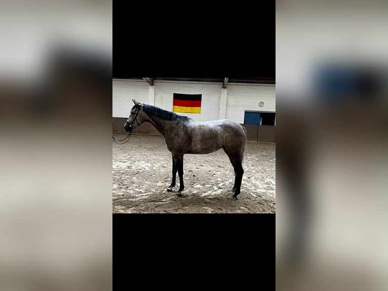 Oldenburg-International (OS) Mare 5 years 16 hh Grey-Dapple in Kutenholz
