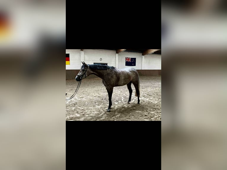 Oldenburg-International (OS) Mare 5 years 16 hh Grey-Dapple in Kutenholz