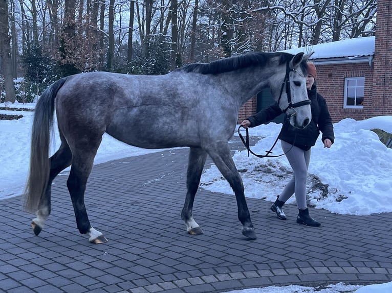 Oldenburg-International (OS) Mare 5 years 16 hh Grey in Steinfeld (Oldenburg)