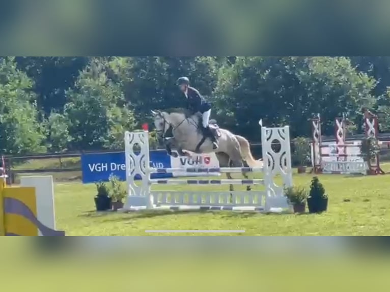 Oldenburg-International (OS) Mare 5 years 16 hh Grey in Lilienthal Oldenburg-International (OS) Mare 5 years 16 hh Grey in Lilienthal