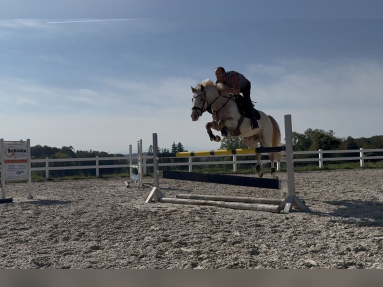 Oldenburg-International (OS) Mare 5 years 16 hh Leopard-Piebald in Berg