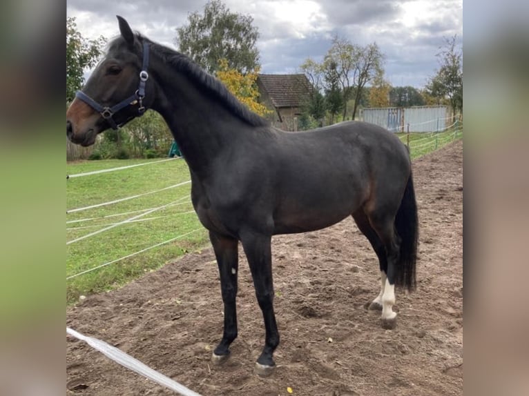 Oldenburg-International (OS) Mare 5 years 16,1 hh Bay-Dark in Friedland Oldenburg-International (OS) Mare 5 years 16,1 hh Bay-Dark in Friedland