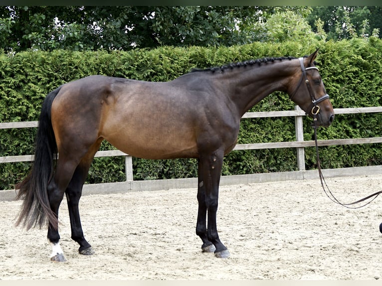 Oldenburg-International (OS) Mare 5 years 16,1 hh Bay-Dark in Lohne (Oldenburg)