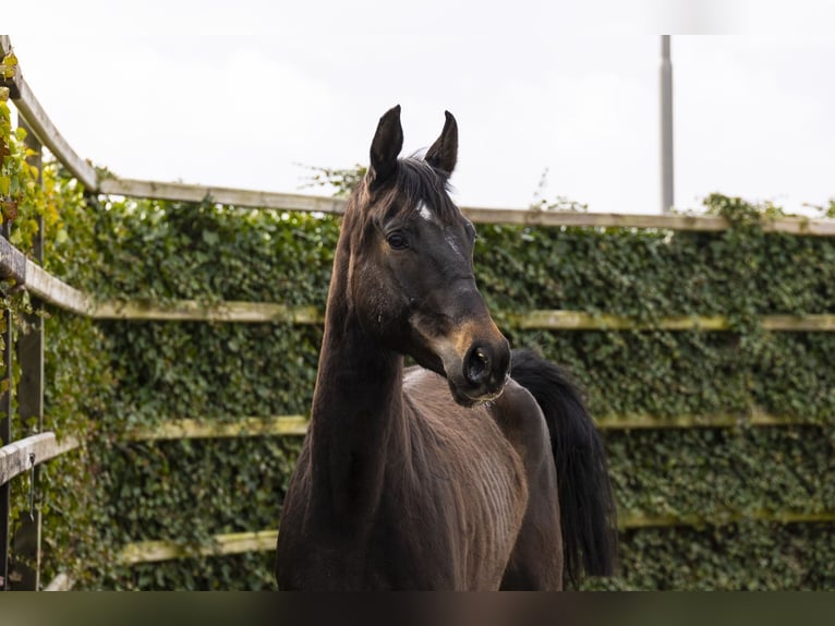 Oldenburg-International (OS) Mare 5 years 16,1 hh Bay-Dark in Waddinxveen