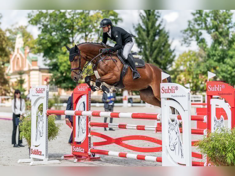 Oldenburg-International (OS) Mare 5 years 16,1 hh Bay in Zduchovice