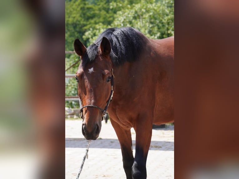 Oldenburg-International (OS) Mare 5 years 16,1 hh Brown in Dietfurt an der Altm&#xFC;hl