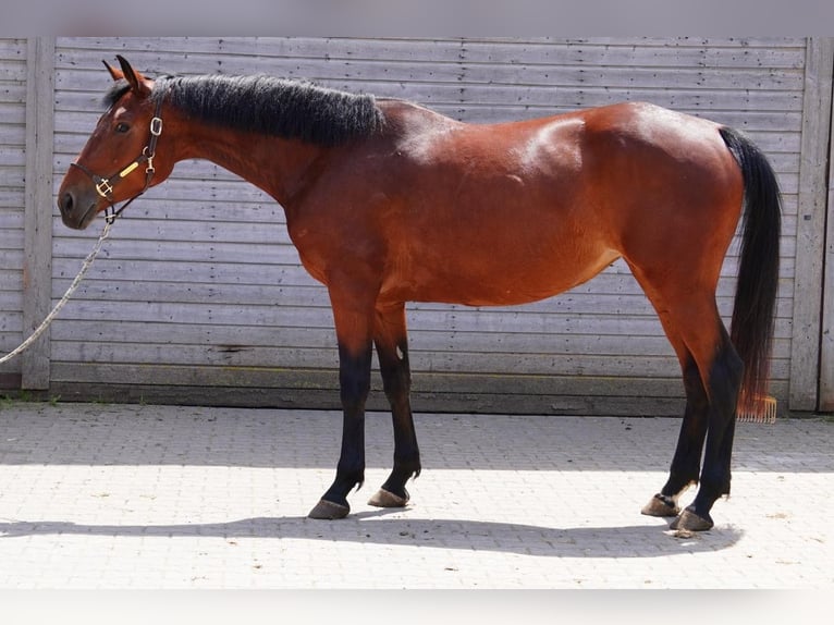 Oldenburg-International (OS) Mare 5 years 16,1 hh Brown in Dietfurt an der Altm&#xFC;hl