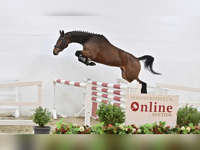 Oldenburg-International (OS) Mare 5 years 16,1 hh Brown in GŁUBCZYN