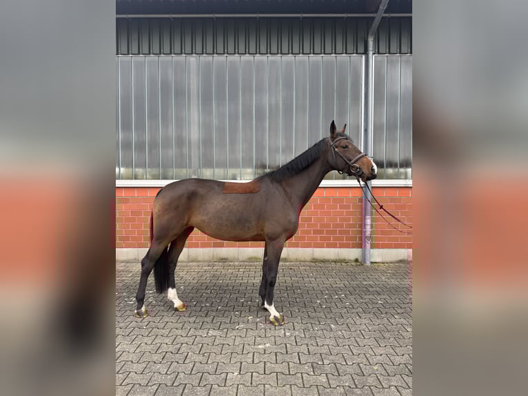 Oldenburg-International (OS) Mare 5 years 16,1 hh Brown in Wipperf&#xFC;rth