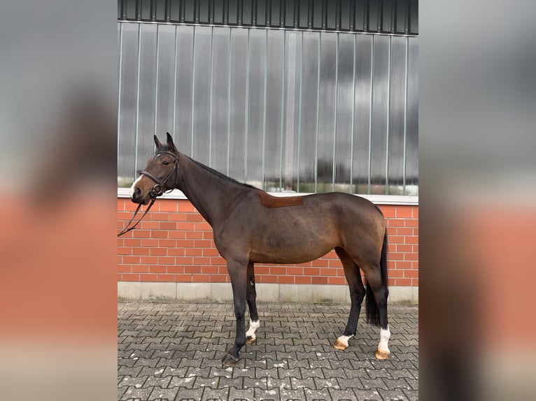 Oldenburg-International (OS) Mare 5 years 16,1 hh Brown in Wipperf&#xFC;rth