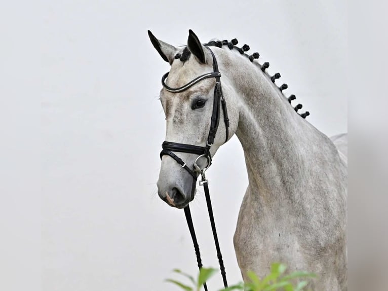 Oldenburg-International (OS) Mare 5 years 16,1 hh Grey in GŁUBCZYN