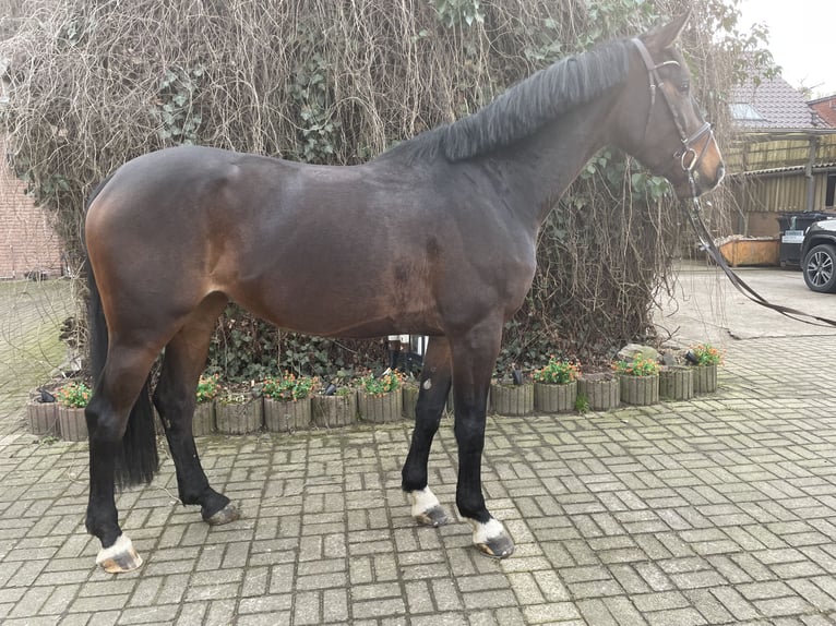 Oldenburg-International (OS) Mare 5 years 16,2 hh Bay-Dark in Versmold