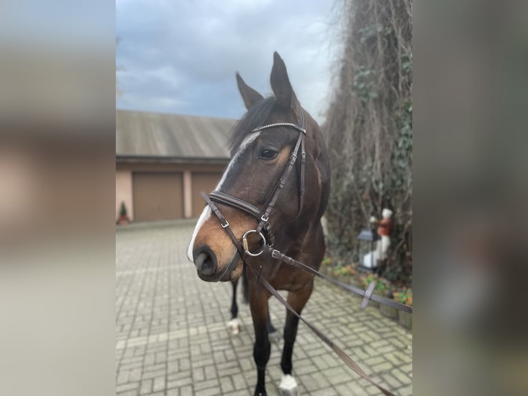 Oldenburg-International (OS) Mare 5 years 16,2 hh Bay-Dark in Versmold