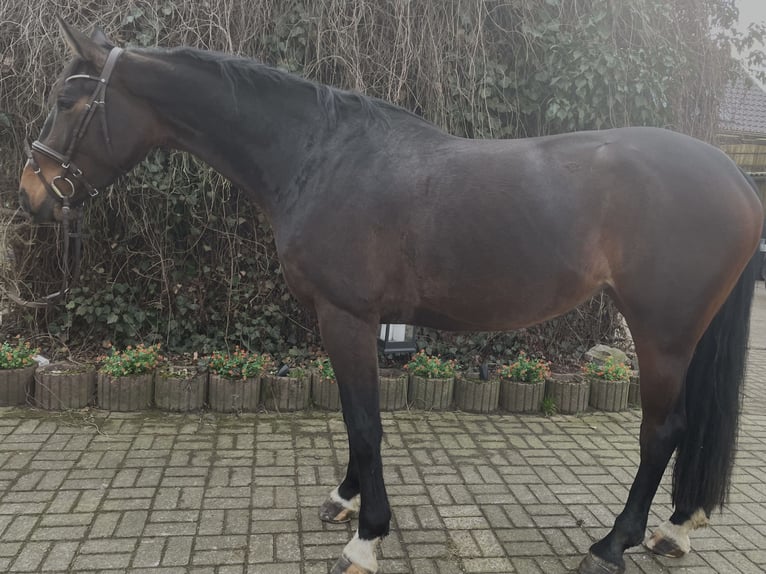 Oldenburg-International (OS) Mare 5 years 16,2 hh Bay-Dark in Versmold