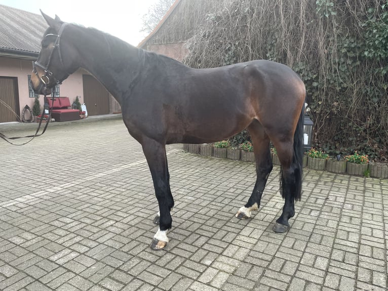 Oldenburg-International (OS) Mare 5 years 16,2 hh Bay-Dark in Versmold