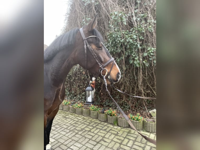 Oldenburg-International (OS) Mare 5 years 16,2 hh Bay-Dark in Versmold
