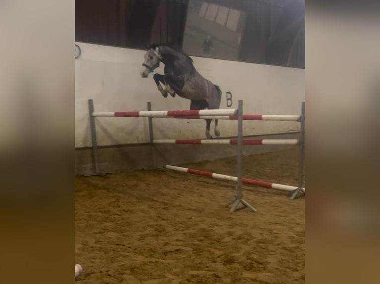 Oldenburg-International (OS) Mare 5 years 16,2 hh Grey in Sierniki