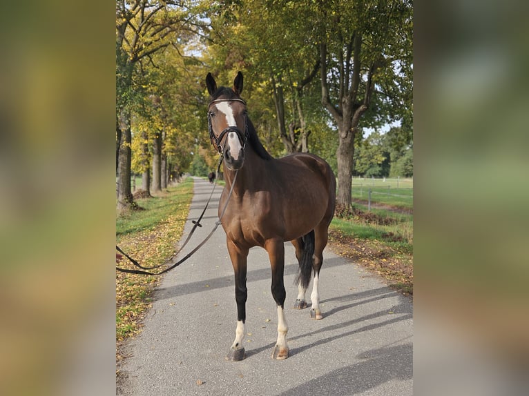 Oldenburg-International (OS) Mare 5 years 17 hh Brown in Löbnitz
