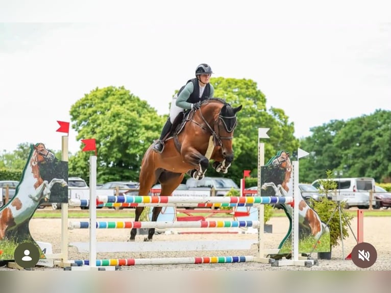 Oldenburg-International (OS) Mare 5 years 17 hh Brown in Bad Kreuznach