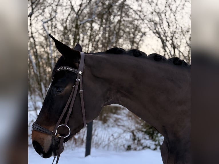 Oldenburg-International (OS) Mare 5 years 17 hh Smoky-Black in Ibbenbüren