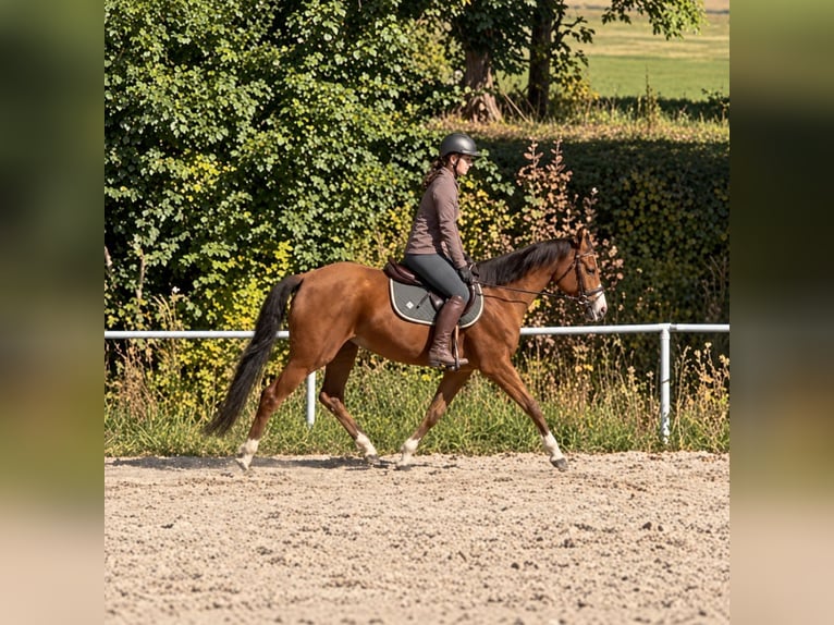 Oldenburg-International (OS) Mare 6 years 15.2 hh Chestnut-Red in Davidschlag