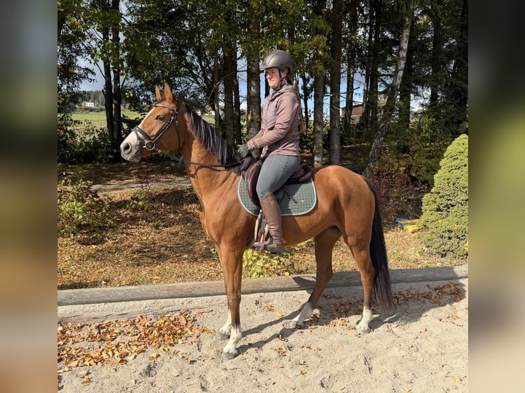 Oldenburg-International (OS) Mare 6 years 15.2 hh Chestnut-Red in Davidschlag