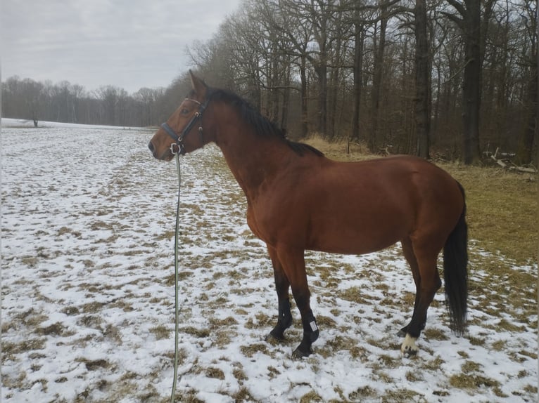 Oldenburg-International (OS) Mare 6 years 15,2 hh Brown in Dobersch&#xFC;tz